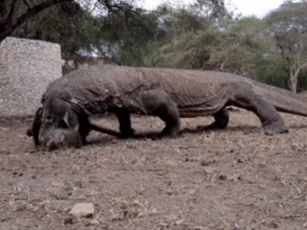 Clip: Khỉ đau đớn, kêu la thảm thiết khi nằm gọn trong hàm răng sắc nhọn của rồng Komodo