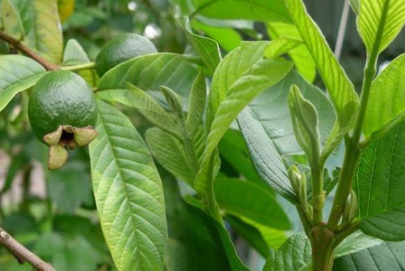 Thực hư việc sử dụng lá ổi có thể giúp cho bạn khỏe mạnh sống lâu, trường thọ trăm tuổi, đẹp dáng đẹp da?