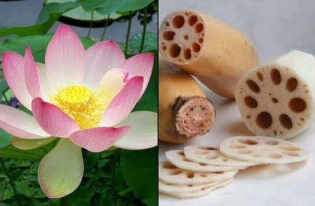 Lo&#x1EA1;i c&#xE2;y s&#x1ED1;ng trong &#x111;&#x1EA7;m l&#x1EA7;y t&#x1B0;&#x1EDF;ng h&#xF4;i tanh nh&#x1B0;ng l&#x1EA1;i c&#xF3; nhi&#x1EC1;u b&#x1ED9; ph&#x1EAD;n l&#xE0; b&#xE0;i thu&#x1ED1;c k&#xEC; di&#x1EC7;u, b&#x1EA1;n &#x111;&#xE3; bi&#x1EBF;t ch&#x1B0;a?