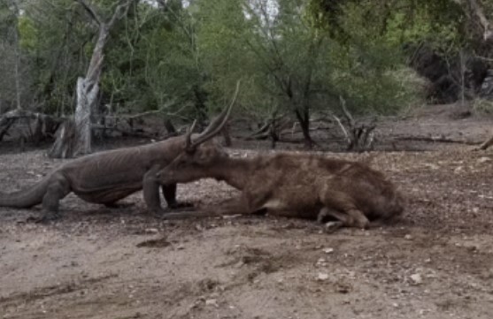 Clip: Hươu chiến đấu với rồng Komodo khát máu, liệu nó có thể chiến thắng kẻ ăn thịt?