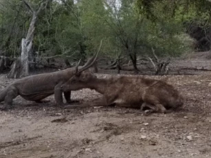 Clip: Hươu chiến đấu với rồng Komodo khát máu, liệu nó có thể chiến thắng kẻ ăn thịt?