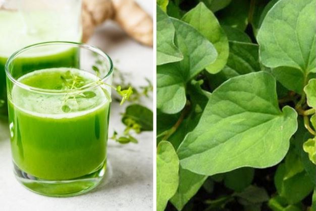 Rau di&#x1EBF;p c&#xE1; kh&#xF4;ng ph&#x1EA3;i ai c&#x169;ng &#x103;n &#x111;&#x1B0;&#x1EE3;c, nh&#x1B0;ng b&#x1EA5;t ng&#x1EDD; thay &#x111;&#xE2;y b&#xE0;i thu&#x1ED1;c k&#xEC; di&#x1EC7;u ch&#x1EEF;a m&#x1ECD;i lo&#x1EA1;i b&#x1EC7;nh