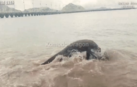 Cảnh tượng ám ảnh: Con hươu đáng thương bị rồng Komodo truy sát, dìm chết bên bờ biển