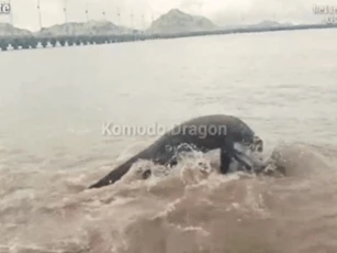 Cảnh tượng ám ảnh: Con hươu đáng thương bị rồng Komodo truy sát, dìm chết bên bờ biển
