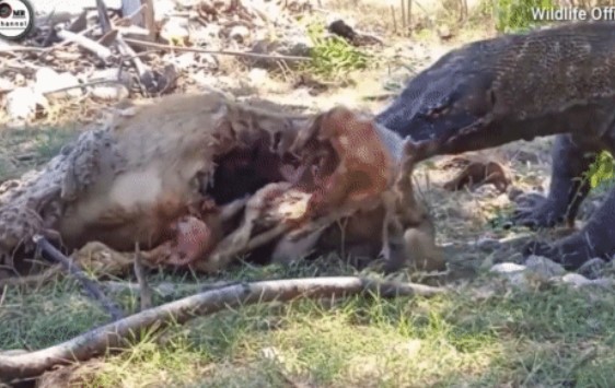 Clip: Cảnh Tượng Kinh Hoàng, rồng Komodo Hạ Gục Con Mồi Lớn Hơn Gấp 3 Lần