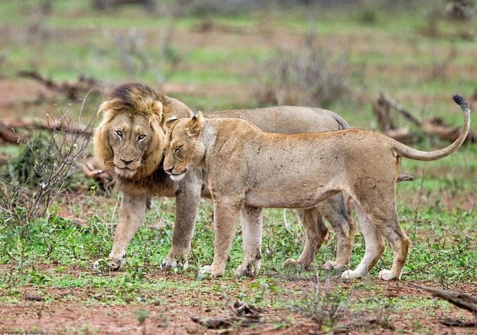Tại sao đa số động vật có vú con cái thường nhỏ hơn con đực còn ở côn trùng thì ngược lại