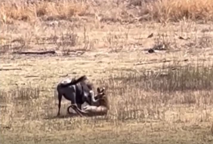 Báo hoa mai đơn độc hạ gục linh dương đầu bò lớn gấp đôi mình