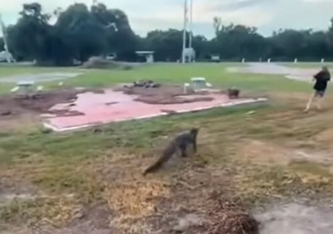 Clip: Cần thủ bị cá sấu rượt đuổi để giành con mồi