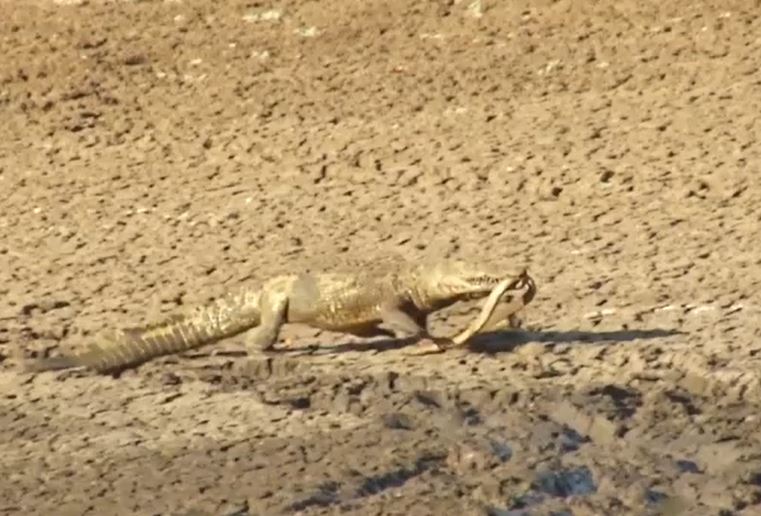 Loài rắn chết chóc nhất châu Phi vong mạng trước sức mạnh của cá sấu