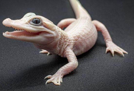 Trên thế giới chỉ có 8 con cá sấu màu trắng: Tất cả đều mắc chung 1 bệnh, không phải là bạch tạng!