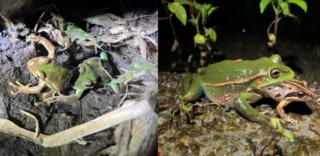 Loài động vật ăn thịt đồng loại sau khi giao phối xong, số phận đen đủi sau mỗi cuộc ân ái