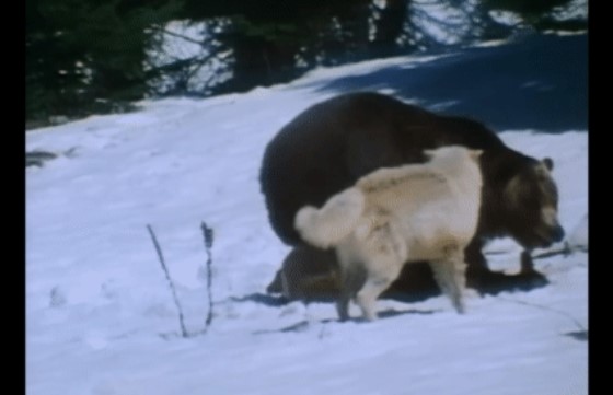 Clip: Gấu xám một mình 'cân' cả bầy sói, cuộc chiến nảy lửa trên băng sẽ có kết quả ra sao?