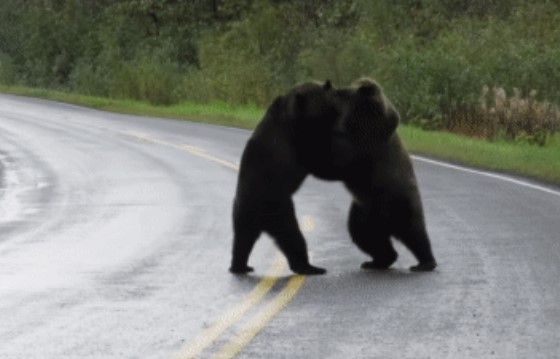 Clip: Gấu nâu 'ẩu đả' trên đường lớn, cái tát trời giáng quật ngã đối thủ
