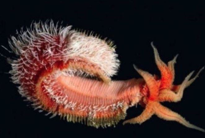 Loài sinh vật có khả năng chịu nhiệt khủng khiếp nhất thế giới: Núi lửa phun trào vẫn sống sót