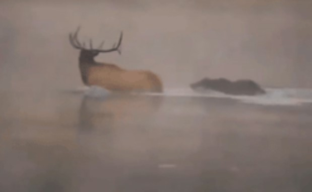 Clip: Cuộc chiến nảy lửa trên dòng sông băng lạnh giá, gấu xám dìm chết nai sừng xám