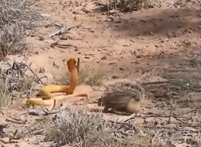 Sóc dũng cảm chiến đấu với rắn hổ mang cực độc gây kinh ngạc