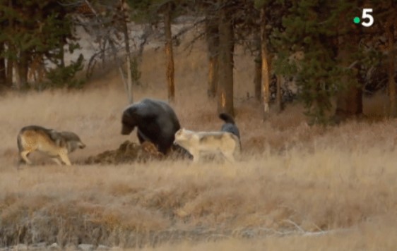 Clip: Ba con sói vừa vất vả đánh đuổi gấu xám đi thì kẻ thứ 3 xuất hiện, kết cục bất ngờ