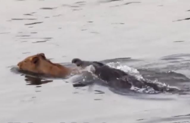 Chúa tể thảo nguyên đụng độ sát thủ đầm lầy, kẻ nào chiến thắng?