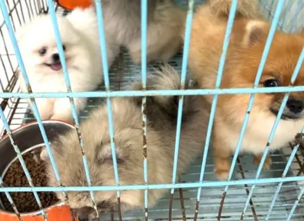 Bắt giữ hai đối tượng trộm đàn chó đắt tiền tại Bình Dương