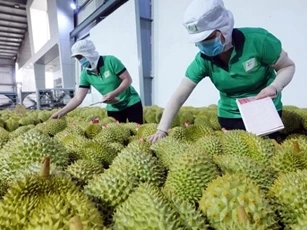 Xuất khẩu rau quả: Chất lượng phải ổn định, các FTA cần được nâng cấp