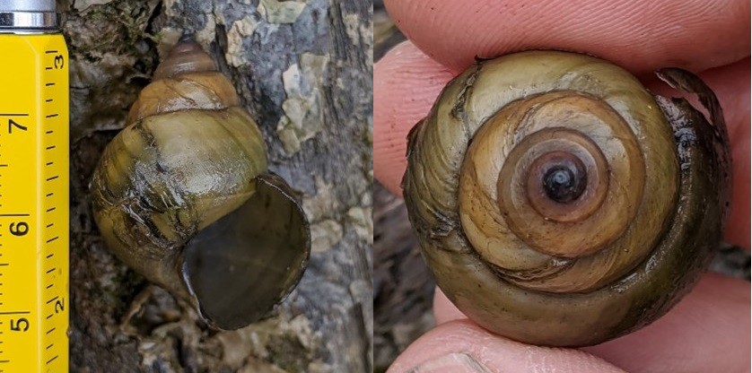 Sinh vật bí ẩn có nguồn gốc từ châu Á sinh sôi khiến bang Mỹ cảnh báo khẩn