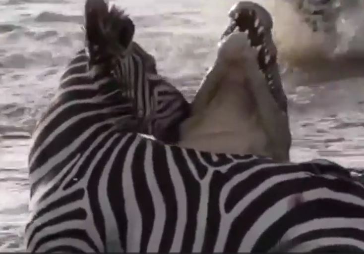 Clip: Ngựa vằn "tử chiến" với cá sấu hòng thoát thân