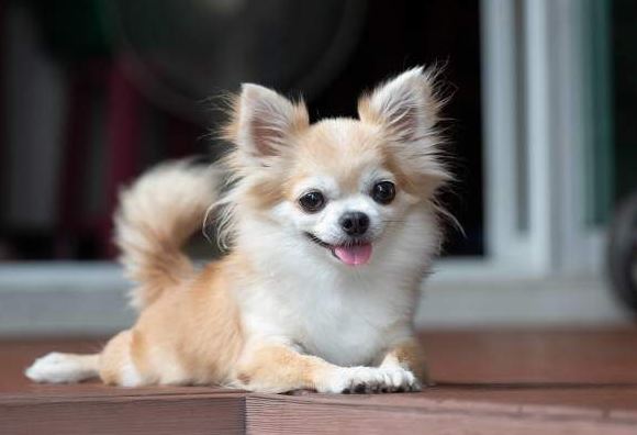 6 giống chó cảnh mini siêu dễ thương: Có con chỉ nặng 1,5kg, nằm gọn trong lòng bàn tay