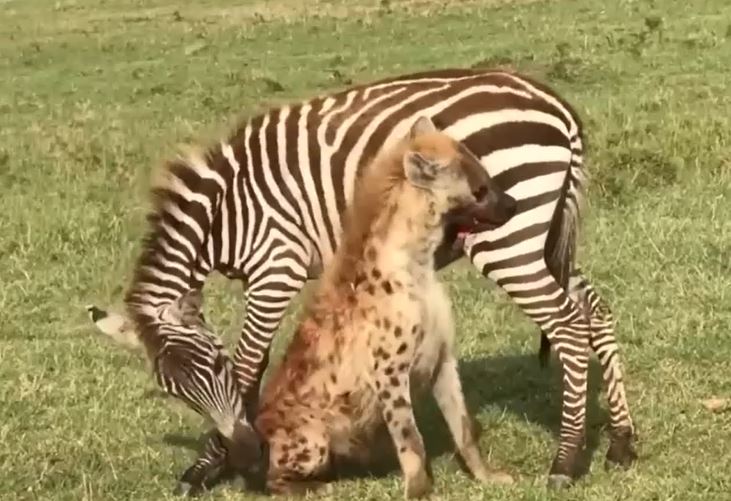 Clip: Ngựa vằn cắn trả linh cẩu hòng thoát thân và cái kết 