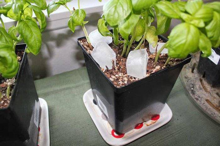 Thấy vợ thả đá lạnh xuống chậu hoa, chồng bảo 'vợ hâm' ai ngờ kết quả mới bất ngờ