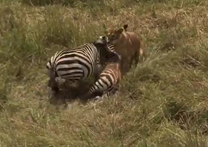 Ngựa vằn đá văng sư tử, giải cứu con non trong gang tấc