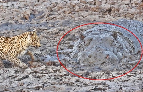 Clip: Đang đi săn báo hoa mai bất ngờ chạm trán "quái thú" trong vũng bùn