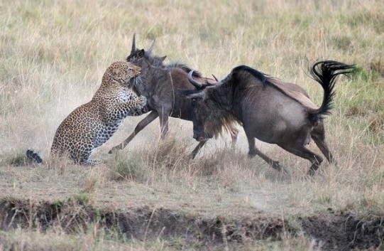 Clip: Khi bị dồn đến chân tường, báo hoa mai cũng không phải là đối thủ của linh dương đầu bò