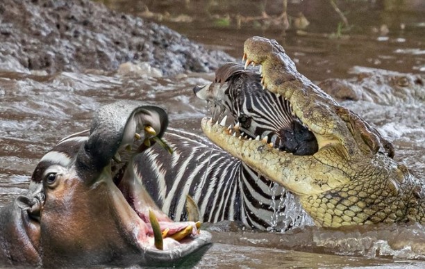 Clip: Cuộc di cư vĩ đại, hành trình sinh tồn của ngựa vằn và sự tương trợ bất ngờ đến từ hà mã