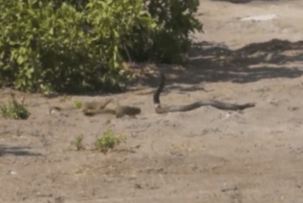 Clip: Hổ mang bị hai con cầy Mangut bao vây tấn công, kết cục khó tin nhất đã xảy ra