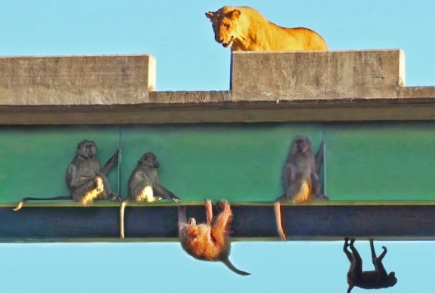 Clip: Tuyệt chiêu né sư tử "cực độc" của đàn khỉ đầu chó