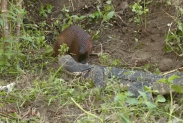 Clip: Kỳ đà mẹ báo thù, cuộc tấn công điên cuồng vào cầy Mangut - kết cục ra sao?