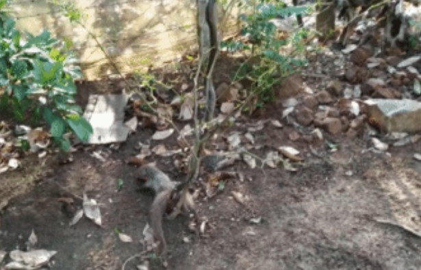 Clip:Cuộc chiến giữa cầy Mangut và rắn có kết cục bất ngờ, kẻ bị kéo lê lại chính là kẻ đi săn