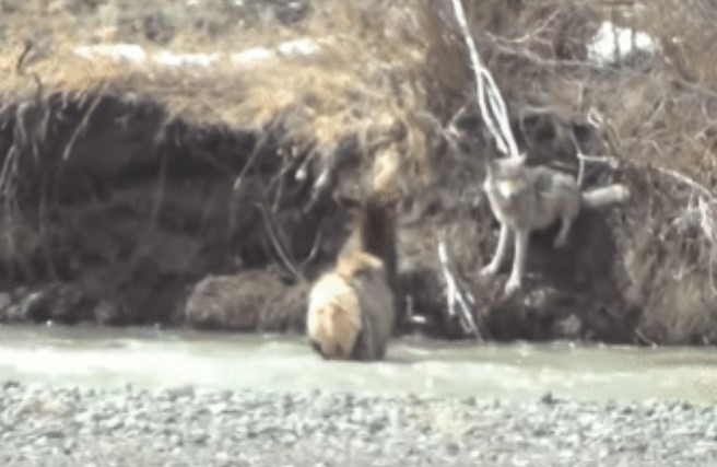 Clip: Cuộc chạm trán bất ngờ, sói lao xuống sông tấn công nai sừng xám