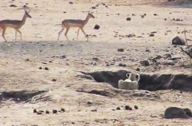 Clip: Tai nạn hài hước của sư tử khi săn mồi