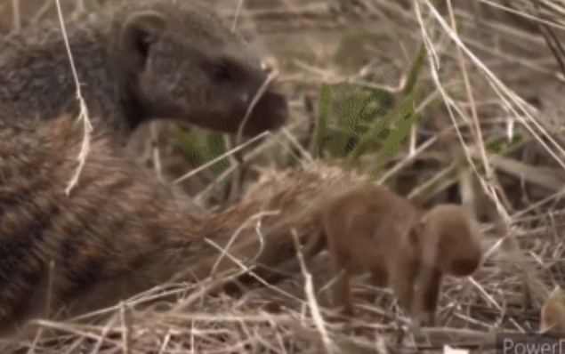 Clip: Tiếp cận bầy cầy Mangut con, rắn độc Mamba đen nhận cái kết không thể đắng hơn