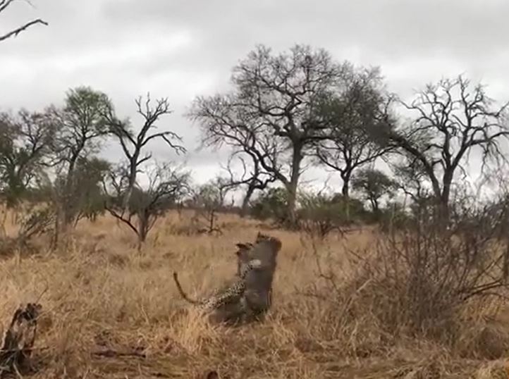 Linh cẩu vô tình cứu lợn rừng thoát khỏi nanh vuốt tử thần của báo đốm