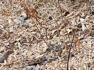 Clip: Điều bất ngờ xảy ra khi cầy Mangut đối đầu với rắn lục Russell thuộc Tứ đại nọc độc?
