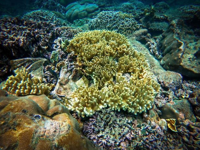 Đặt chân đến Cù lao Câu, thưởng ngoạn thiên đường lặn ngắm san hô rực sắc màu