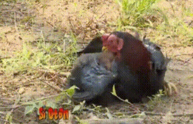 Clip: Gà khổ sở khi gặp phải cầy Mangut hiếu chiến, đối thủ ranh mãnh rúc dưới cánh gà để tấn công