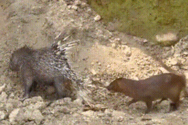 Clip: Cuộc đụng độ giữa Cầy Mangut và Nhím, khi kẻ đi săn không thành công