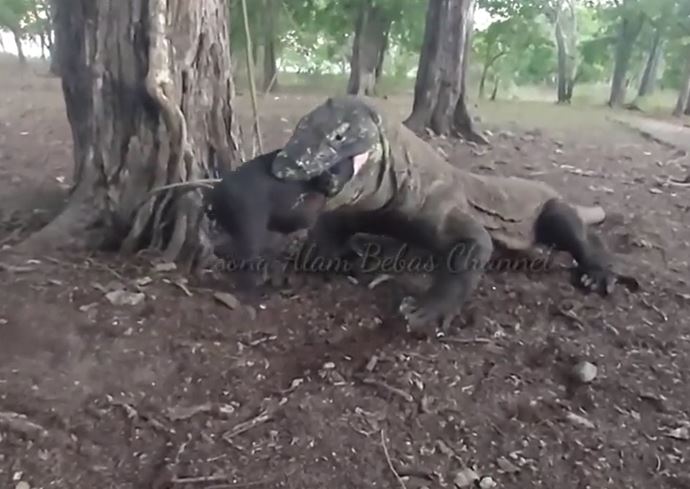 Kinh hãi với màn nuốt trọn lợn rừng của rồng Komodo