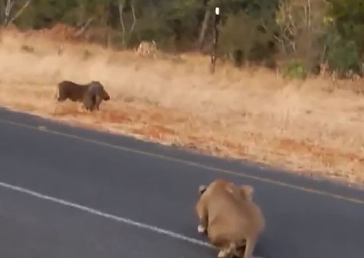 Thiếu cảnh giác, lợn rừng "ngây thơ" trả giá bằng tính mạng