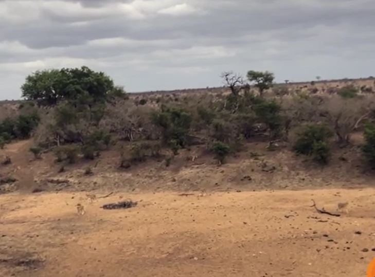 Bị sư tử vây kín, lợn hoang dùng "tuyệt kỹ" trốn thoát đơn giản tới khó tin