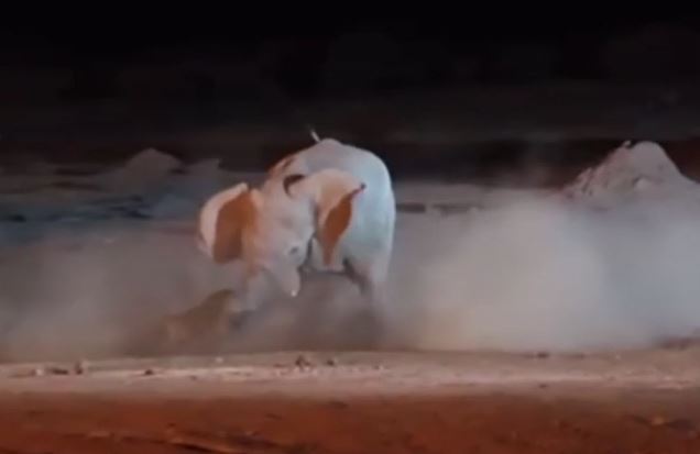 Clip: Tê giác nhận cái kết đau đớn khi liều lĩnh đối đầu với voi