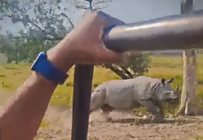 Kinh hoàng khoảnh khắc tê giác lao đến tấn công xe jeep chở du khách